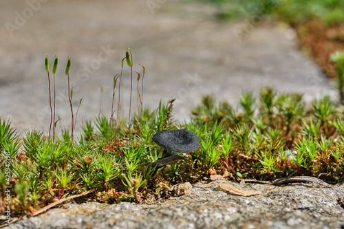 A tiny black mushroom, Arrhenia chlorocyanea, known as verdigris navel, grows among the haircap and fern mosses in a stone patio in the Pacific Northwest photo