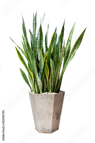 Sansevieriya houseplant  Snake plant  Lignmagkr in a pot large white isolated on white background