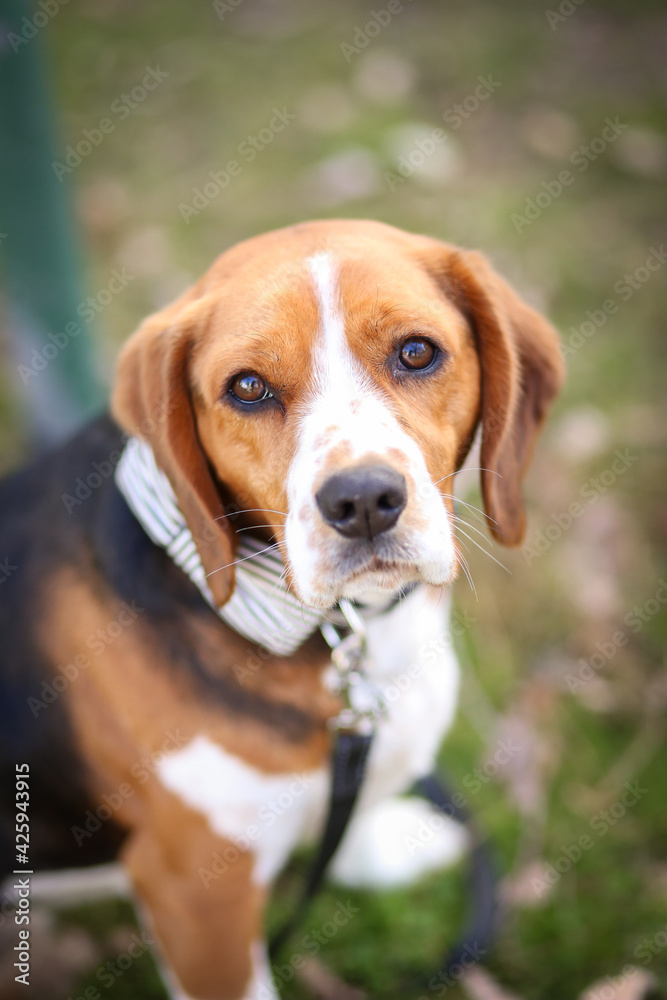 Portrait of gorgeous beagle gazing at camera with big brown eyes