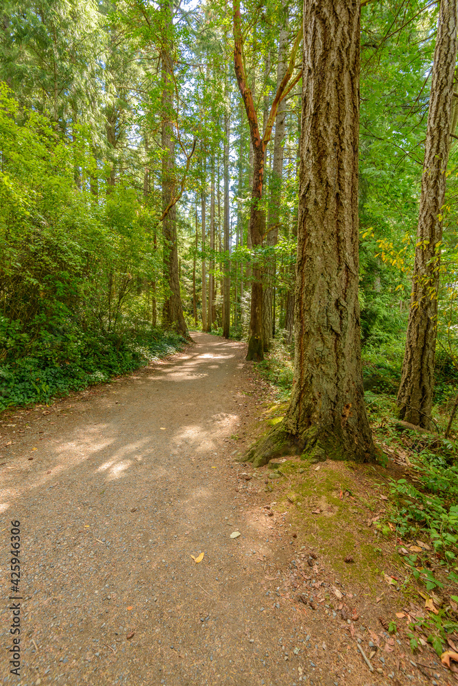 Fragment of Lake Cowichan trail in Nanaimo, Vancouver, Canada. Fragment of Lake Cowichan trail in Nanaimo, Vancouver, Canada.