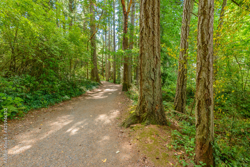 Fototapeta premium Fragment of Lake Cowichan trail in Nanaimo, Vancouver, Canada.