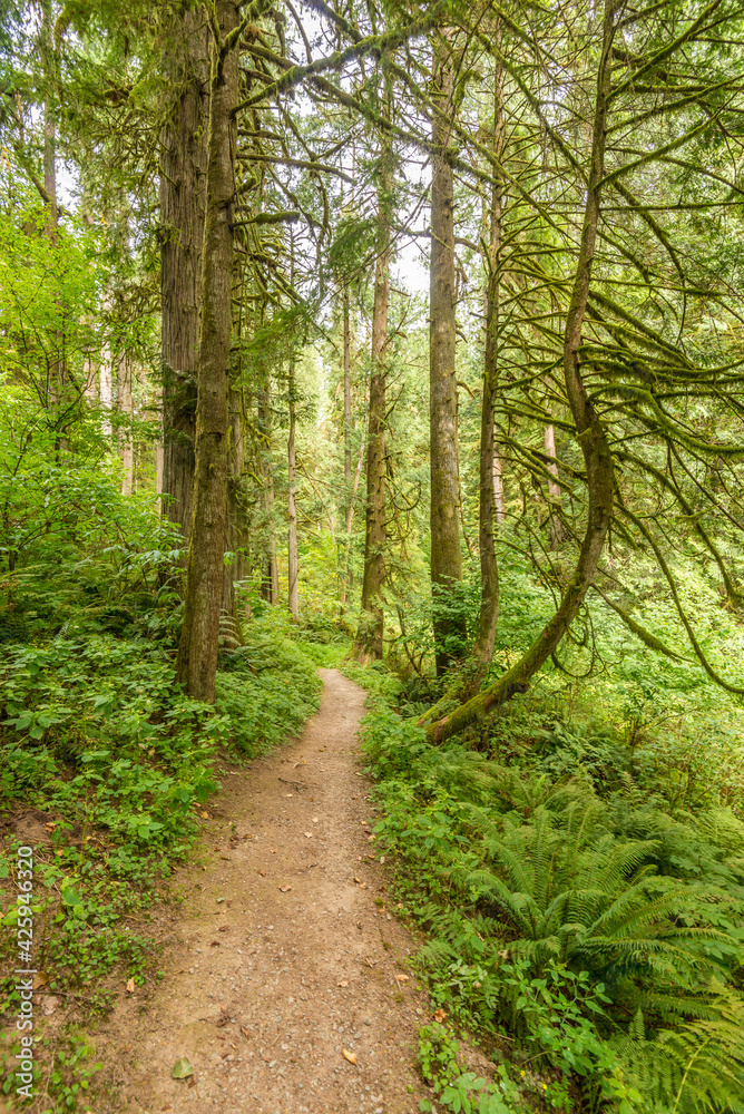 Fragment of Hayward Lake Park trail in Vancouver, Canada. Fragment of Hayward Lake Park trail in Vancouver, Canada.