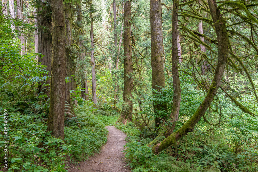 Obraz premium Fragment of Hayward Lake Park trail in Vancouver, Canada.