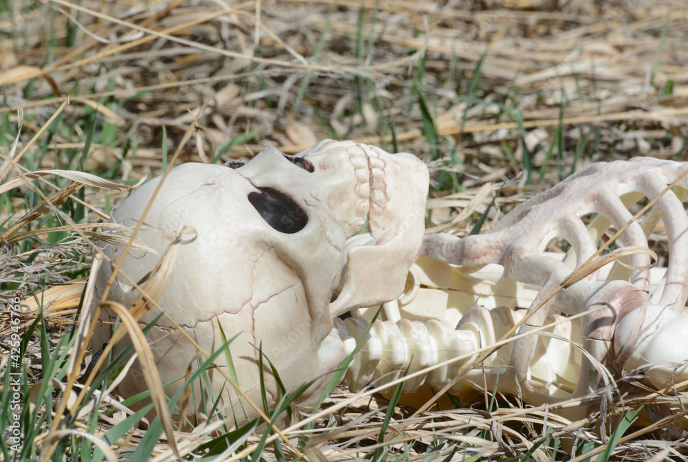 Fototapeta Skeleton skull and chest lying in dry grass with some green shoots of grass