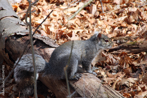 Gray squirrel