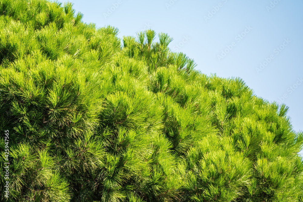 Green pine tree with long needles on a background of blue sky. Freshness, nature, concept. Pinus pinea Green pine tree with long needles on a background of blue sky. Freshness, nature, concept. Pinus pinea