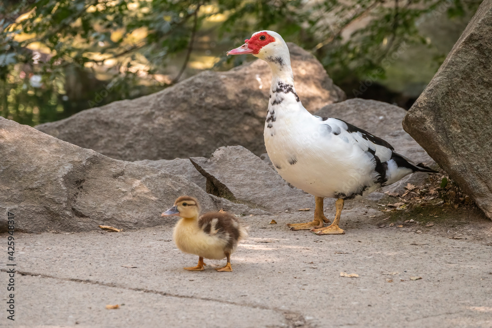 White and black duck with red head, The Muscovy duck, walks on the shore of the pond with its Cute little ducklings White and black duck with red head, The Muscovy duck, walks on the shore of the pond with its Cute little ducklings