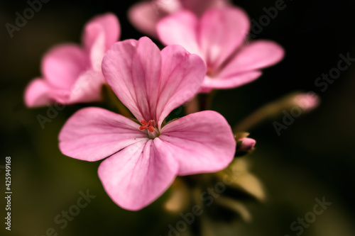 Pink Geranium flowers close-up