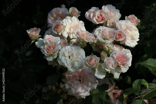 Amazingly shaped soft pink flowers of the Canadian rose Morden Blash. photo