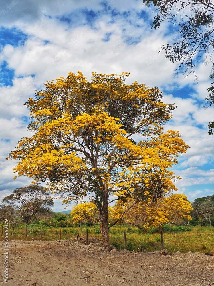 Fototapeta premium Flor Amarillo