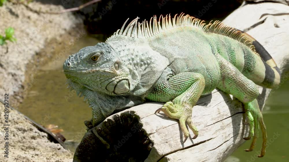 A Green Iguana (Iguana iguana) moves head along a tree branch in the rainforest.	