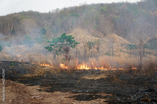 Dry grass burns, Fire in a dry grass field. Forest fire. © Montree