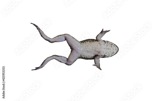 male frog lying on her back for learning about the anatomy in laboratory, isolated on white background with clipping path.