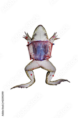 fresh frog anatomy isolated on white background, frog dissection activity. photo