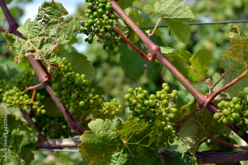 Sauvignon Blanc Grapes Ripening in Mid Summer, Marlborough, New Zealand.