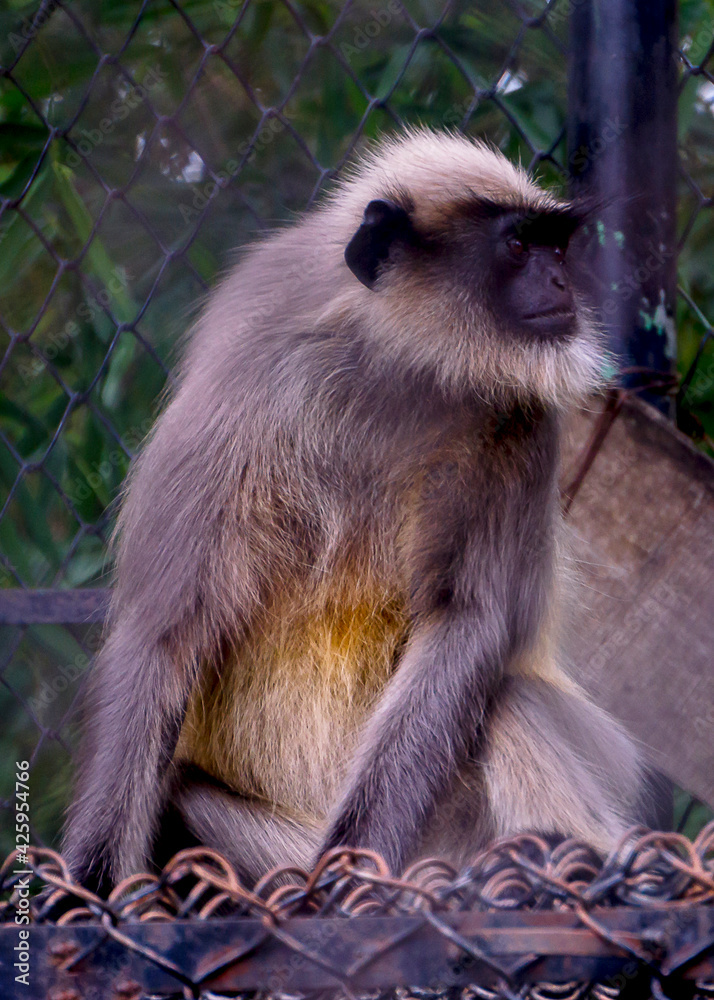 Obraz premium Brown Monkey staring at 