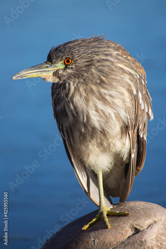 Juvenile black-crowned night heron