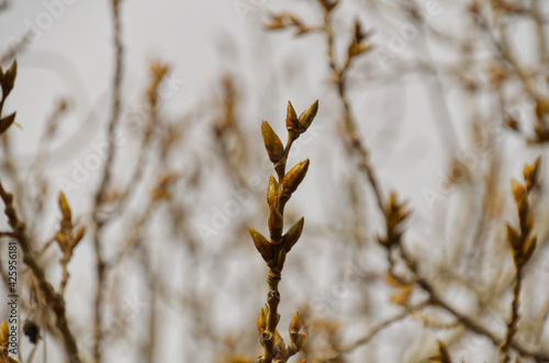Buds on a Tree Branch, a Sign of Spring