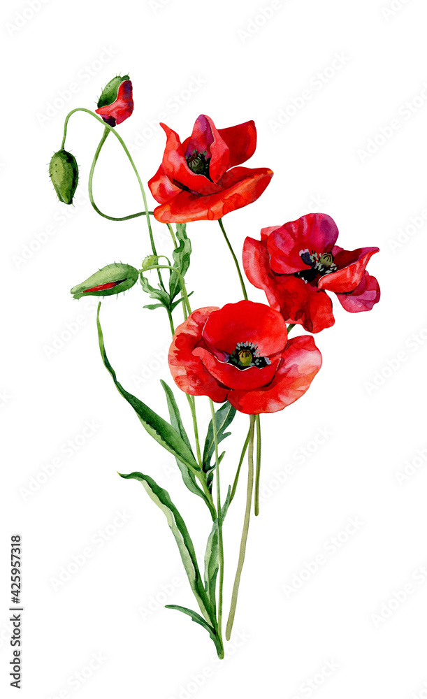Fototapeta premium Scarlet watercolor poppies and buds on a white background