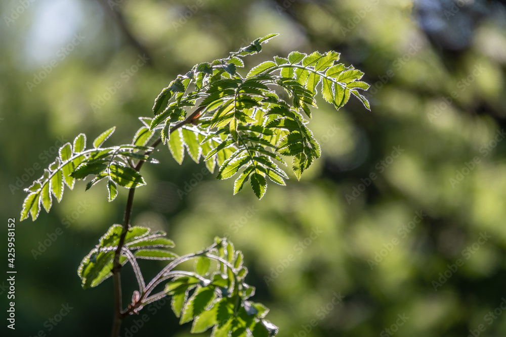 Obraz premium Green bushes with young leaves in the sunset