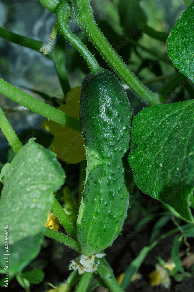 Cucumber (Latin: Cucumis sativus) - an annual herbaceous plant of the Cucurbitaceae family, vegetable crops. Cucumbers in vegetable garden close up. Vertical photo. Cucumber (Latin: Cucumis sativus) - an annual herbaceous plant of the Cucurbitaceae family, vegetable crops. Cucumbers in vegetable garden close up. Vertical photo.