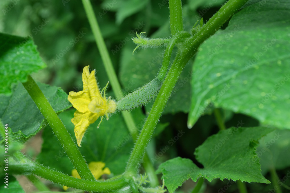 Naklejka premium Cucumber (Latin: Cucumis sativus) in vegetable garden. Yellow flower and green cucumber. Cucumber in vegetable garden close up.