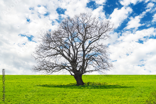 Lonely spreading tree in the green field