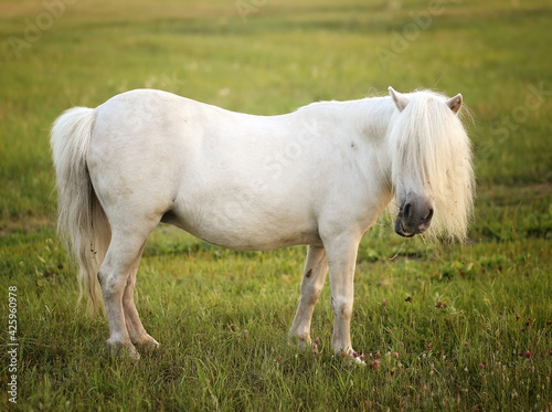 white pony grazing on green grass