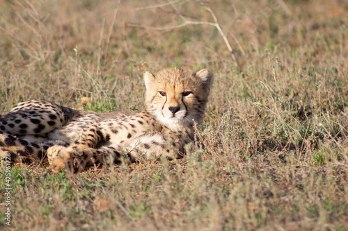 Cheetah Cub Lying in Golden Grasslands