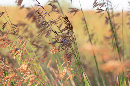 River Reeds and seed pods in Autumn Colours