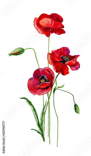 Bouquet of scarlet watercolor poppies on a white background