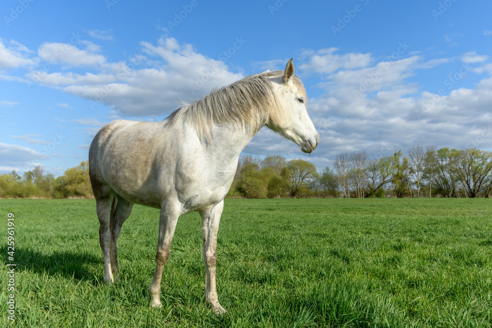 Horse in a pasture in spring.