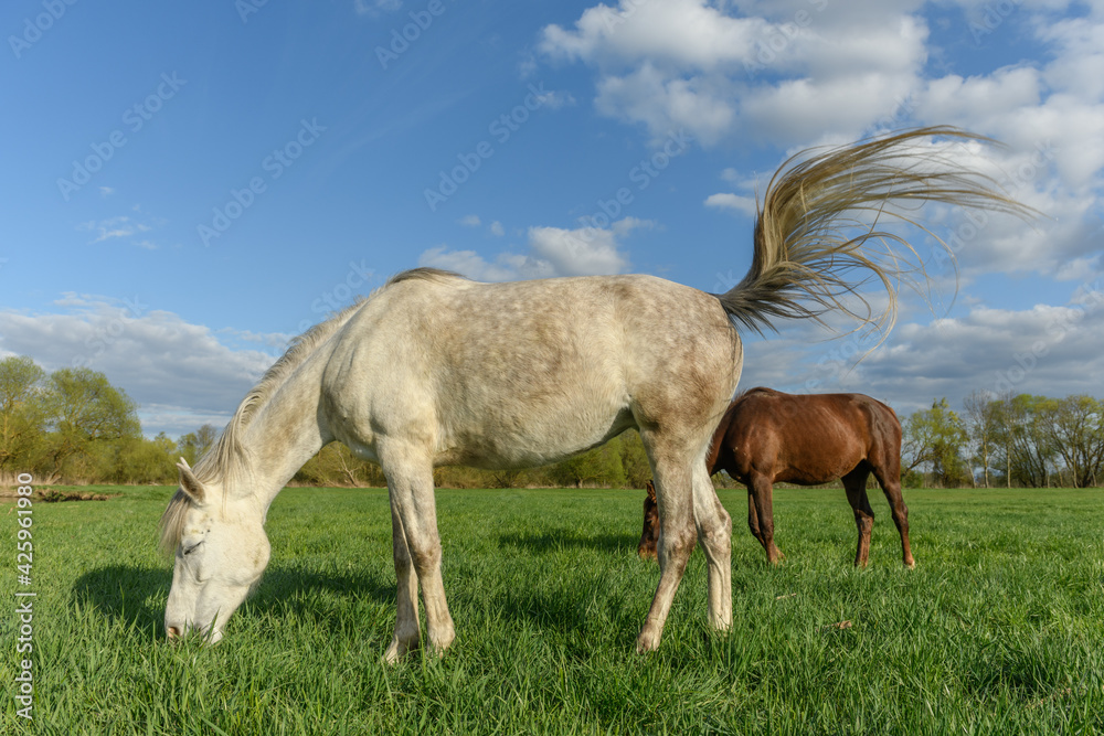 Horses in a pasture in spring.