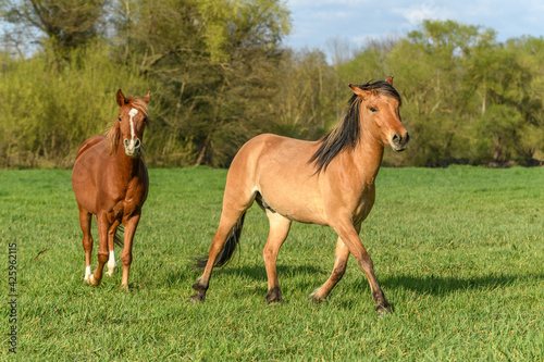 Horses running in a pasture in spring.