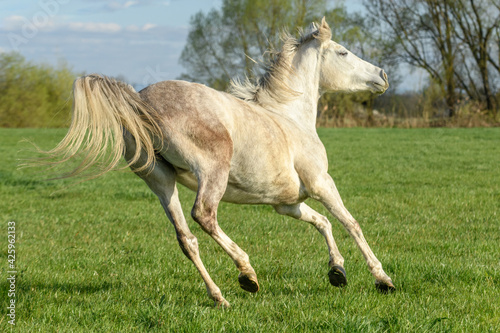 Horse running in a pasture in spring.