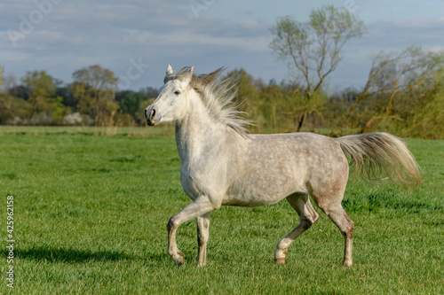Horse running in a pasture in spring.