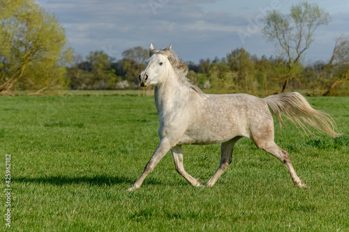 Horse running in a pasture in spring. © bios48