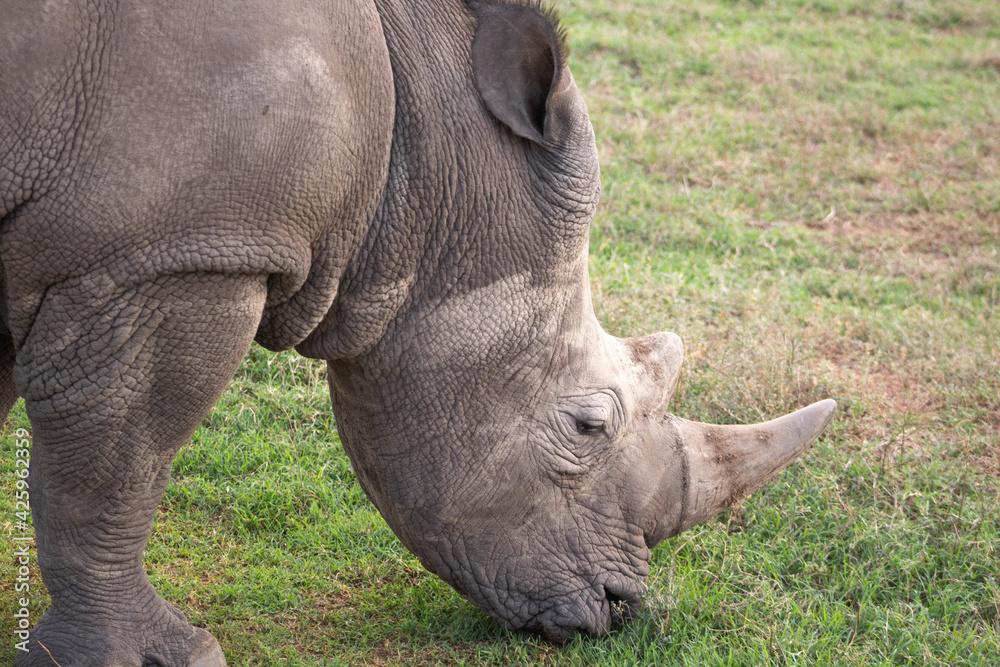 White Rhino Eating Grass in the Wild