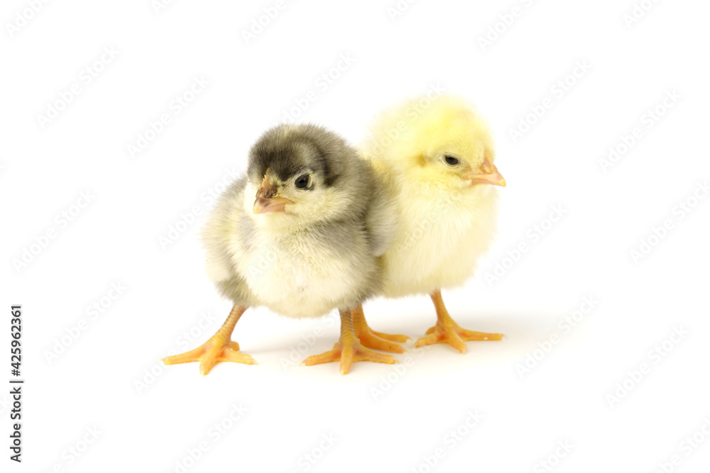 two little chicks gray and yellow isolated on a white . two little chicks gray and yellow isolated on a white .