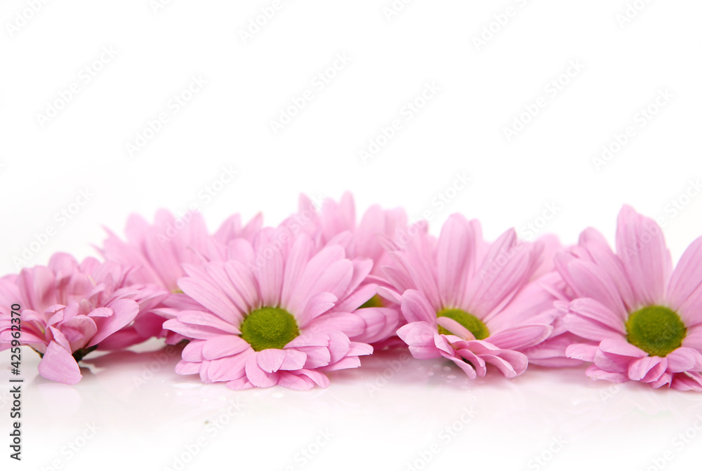 pink chrysanthemums on white background