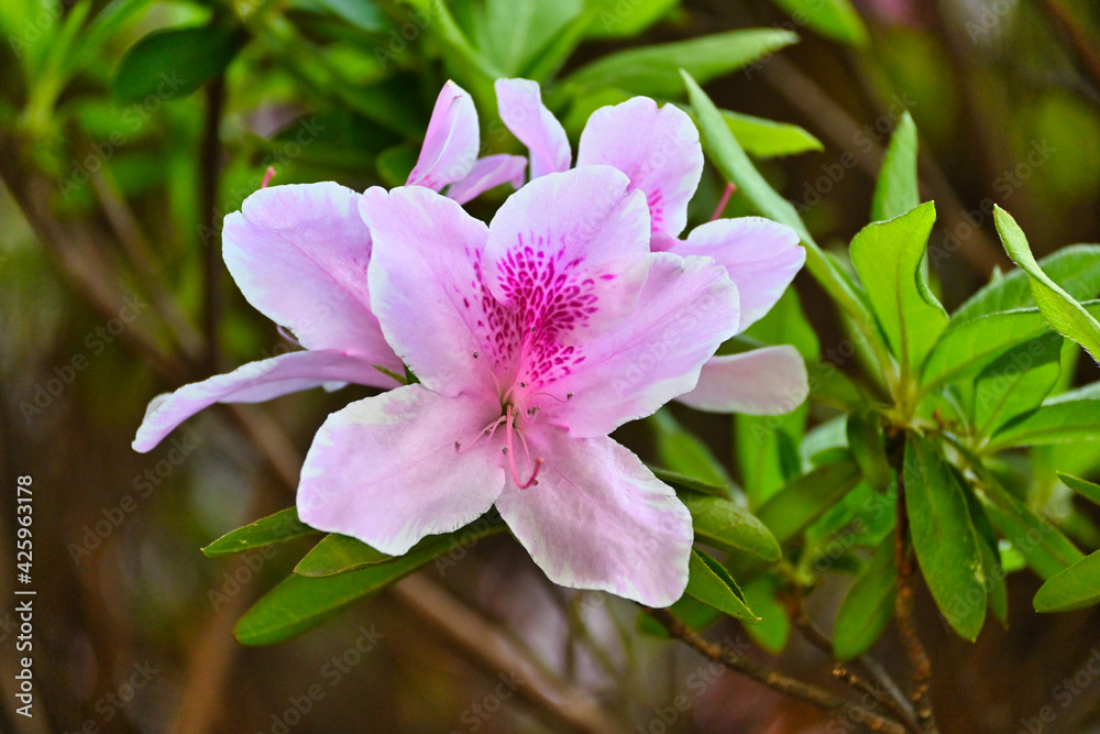 白とピンクのツツジの花のクローズアップ 白とピンクのツツジの花のクローズアップ