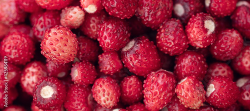 Wild strawberry background. Close-up. A lot of strawberries ripe - Image