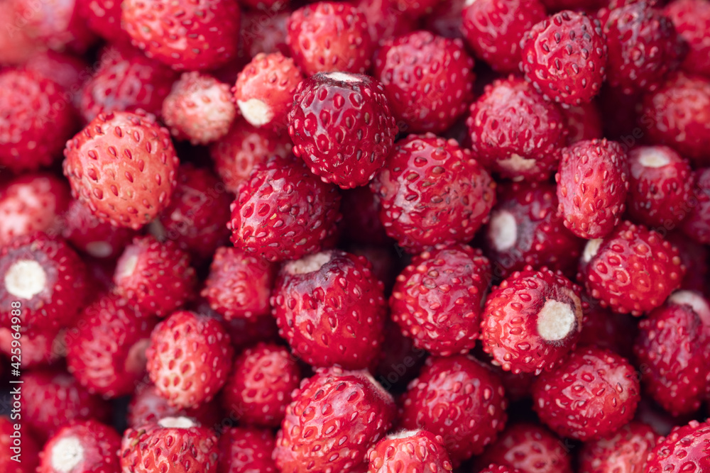 Wild strawberry background. Close-up. A lot of strawberries ripe - Image Wild strawberry background. Close-up. A lot of strawberries ripe - Image