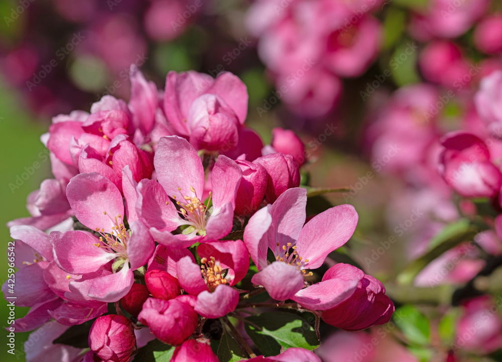 Blühender Zierapfelbaum im Frühling, Nahaufnahme Blühender Zierapfelbaum im Frühling, Nahaufnahme