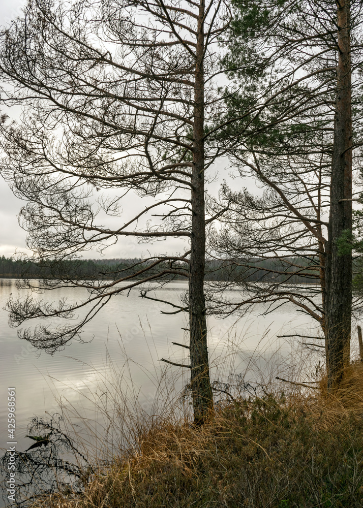 Obraz premium lake shore, swampy forest background, bog pines and birches, land covered with swamp typical plants, swamp