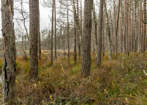 various old and rotten trees and tree branches on the shore of a swampy lake  flooded forest area  bog