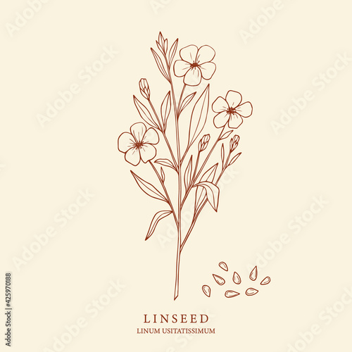Linseed, flax plant. Hand drawn botanical illustration