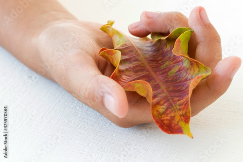 hand holding red leaf in autumn season arrangement flat lay postcard style on background white photo