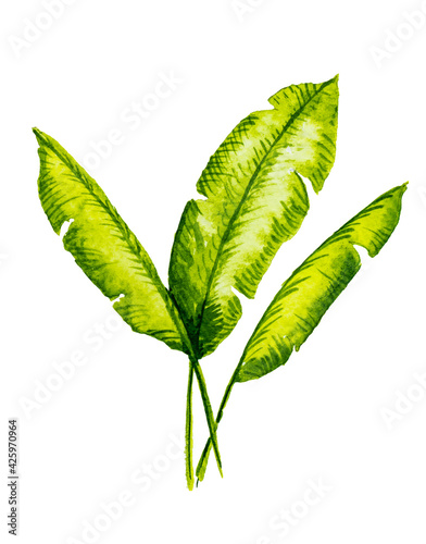 Watercolor set of banana leaf isolated on white background. Illustration for design kitchen, market, textiles, decorations, cards.