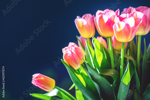 Pink tulips bouquet brightly lit by the sun on dark blue background with copy space